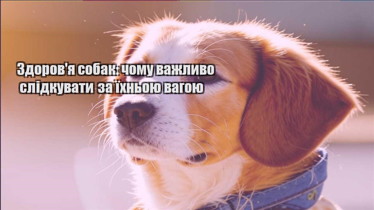 zdorovya sobak chomu vazhlyvo slidkuvaty za yihnoyu vagoyu