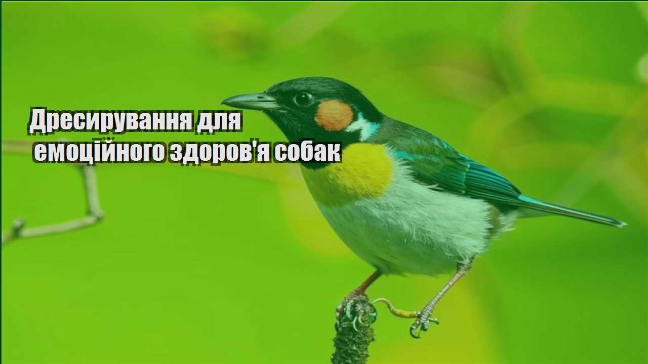dresyruvannya dlya emoczijnogo zdorovya sobak