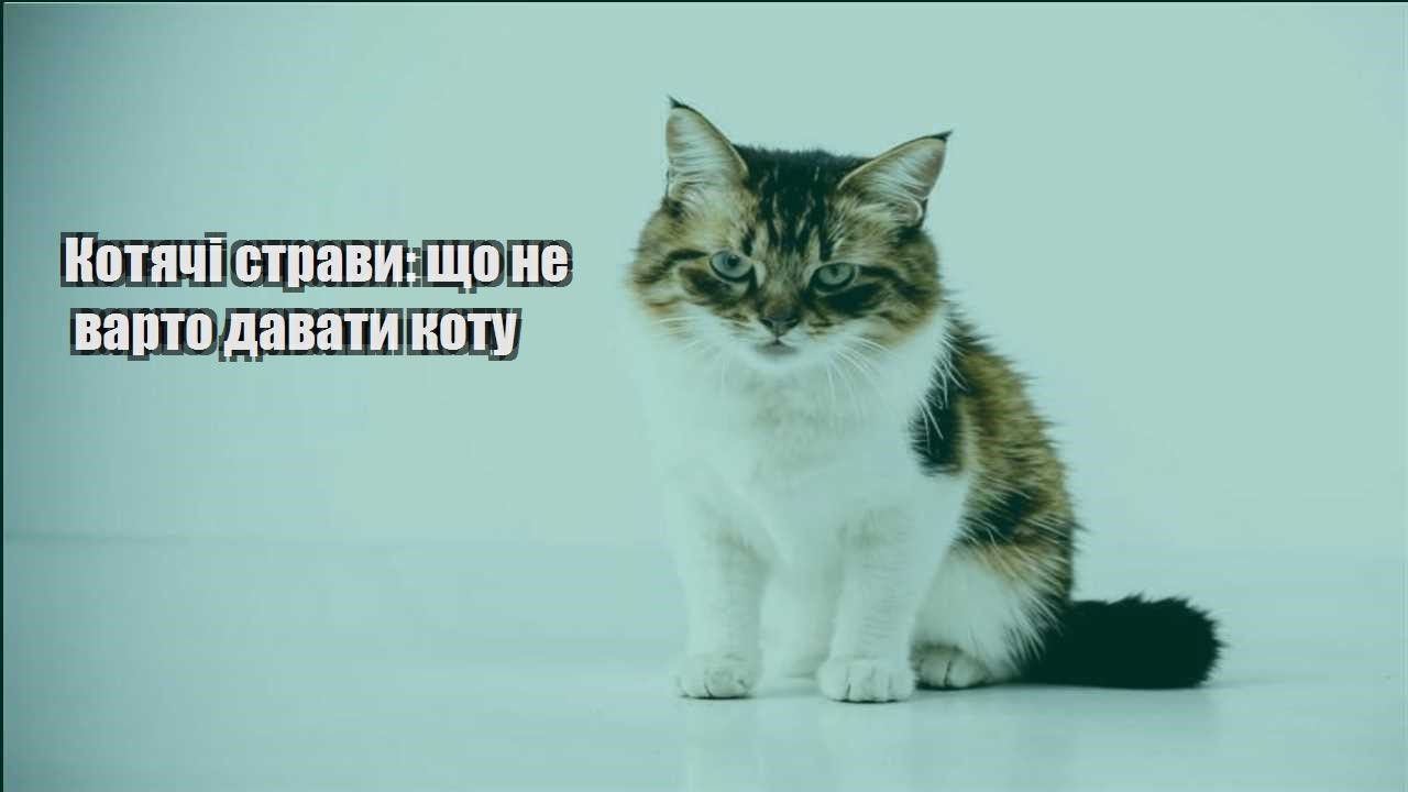 kotyachi stravy shho ne varto davaty kotu