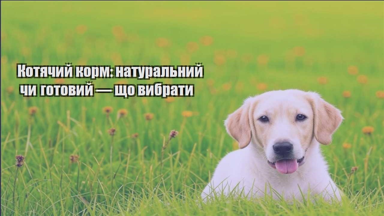 kotyachyj korm naturalnyj chy gotovyj — shho vybraty