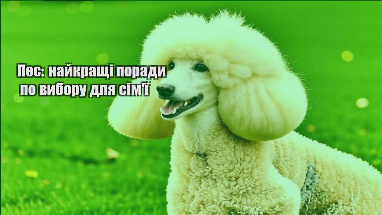 pes najkrashhi porady po vyboru dlya simyi