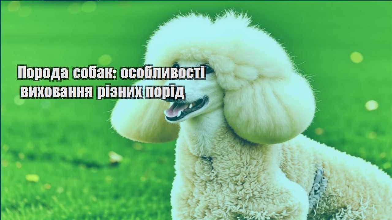 poroda sobak osoblyvosti vyhovannya riznyh porid
