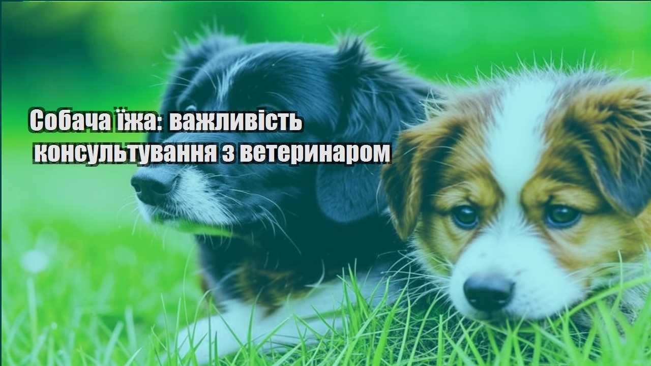 sobacha yizha vazhlyvist konsultuvannya z veterynarom