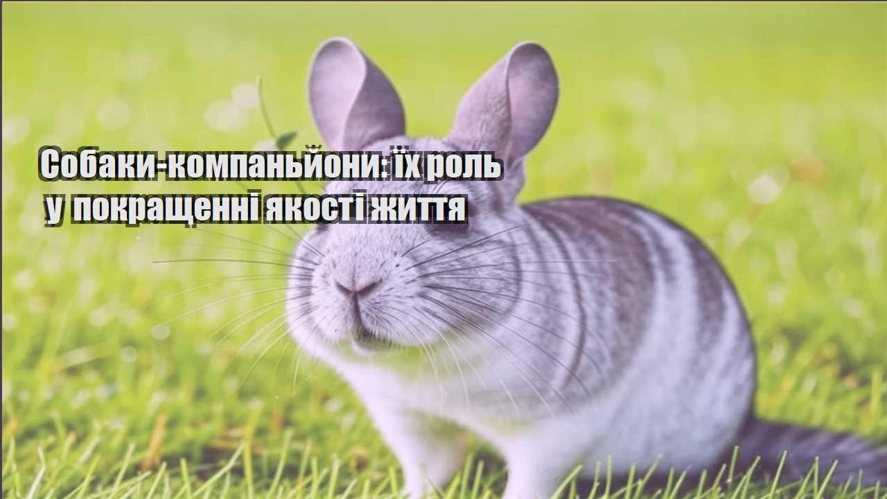 sobaky kompanjony yih rol u pokrashhenni yakosti zhyttya