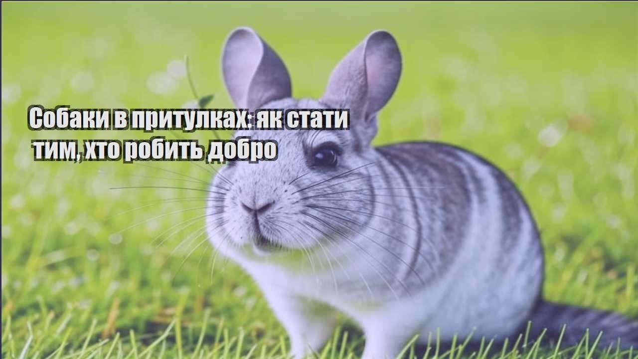 sobaky v prytulkah yak staty tym hto robyt dobro