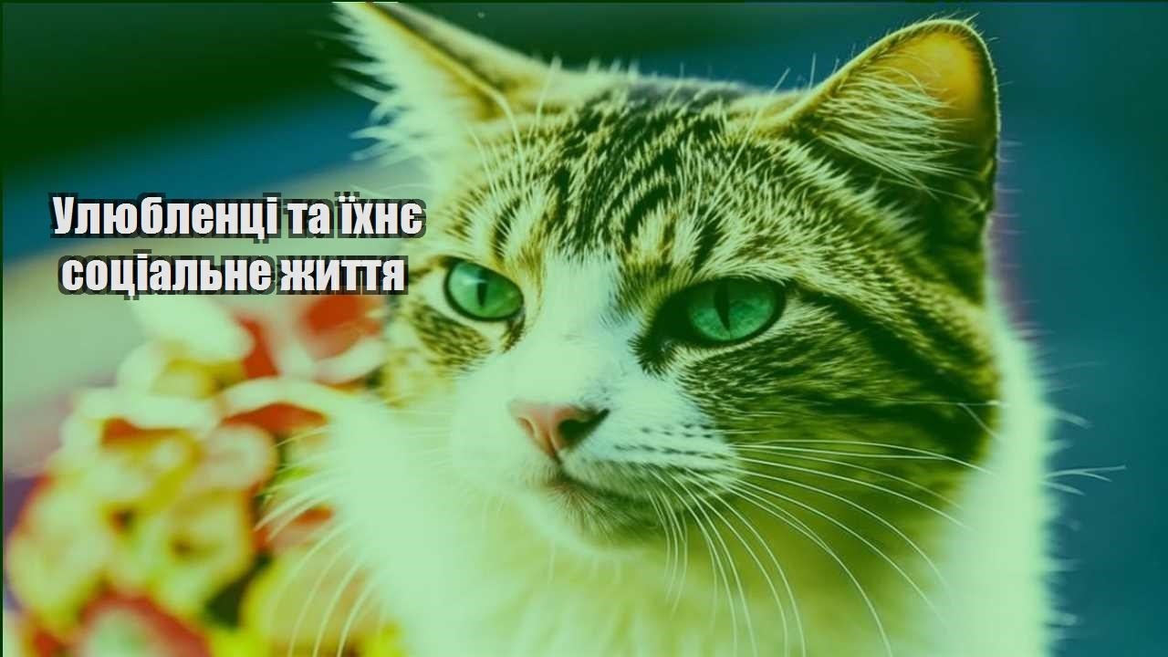 ulyublenczi ta yihnye soczialne zhyttya
