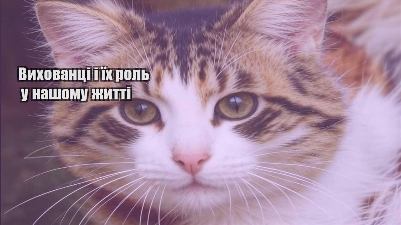 vyhovanczi i yih rol u nashomu zhytti