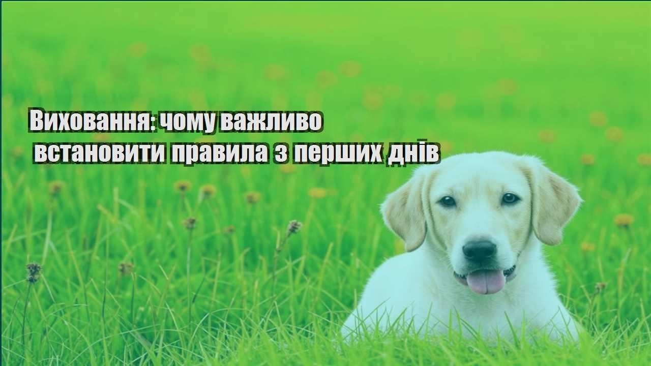 vyhovannya chomu vazhlyvo vstanovyty pravyla z pershyh dniv
