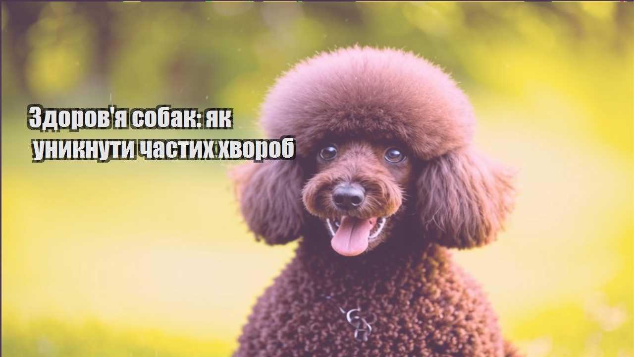 zdorovya sobak yak unyknuty chastyh hvorob