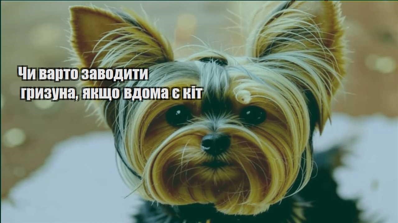 chy varto zavodyty gryzuna yakshho vdoma ye kit