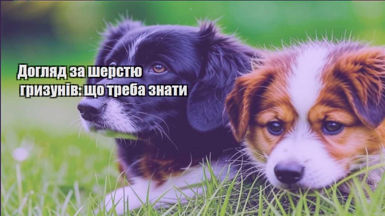 doglyad za sherstyu gryzuniv shho treba znaty