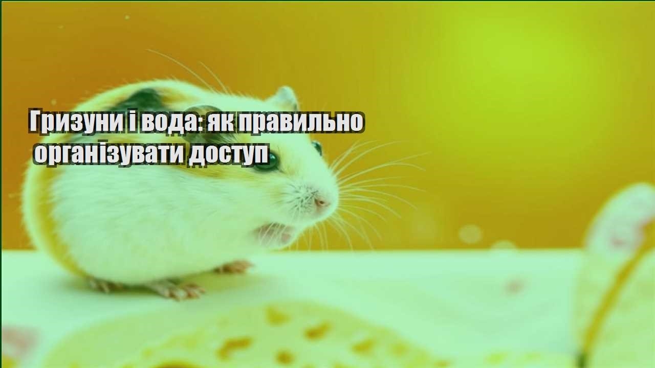 gryzuny i voda yak pravylno organizuvaty dostup