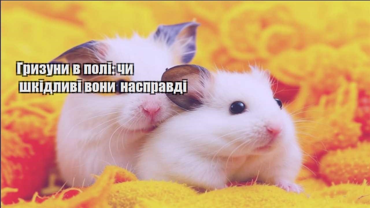 gryzuny v poli chy shkidlyvi vony naspravdi