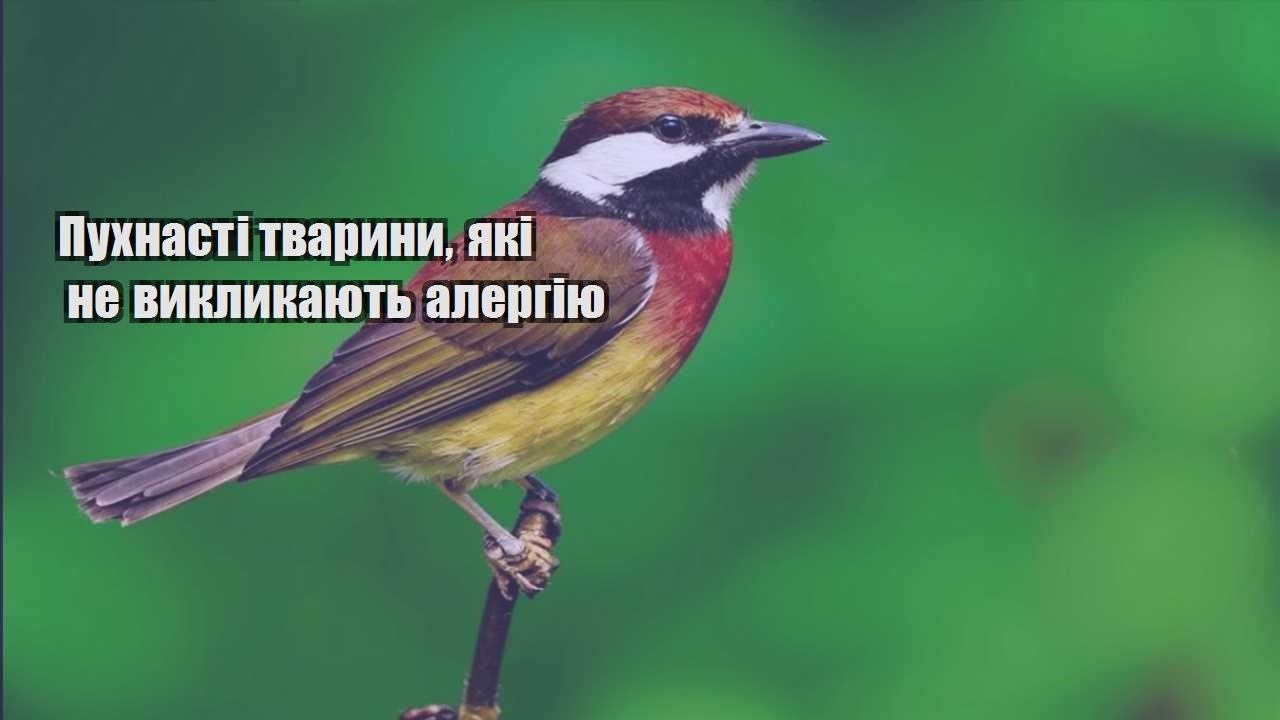 puhnasti tvaryny yaki ne vyklykayut alergiyu