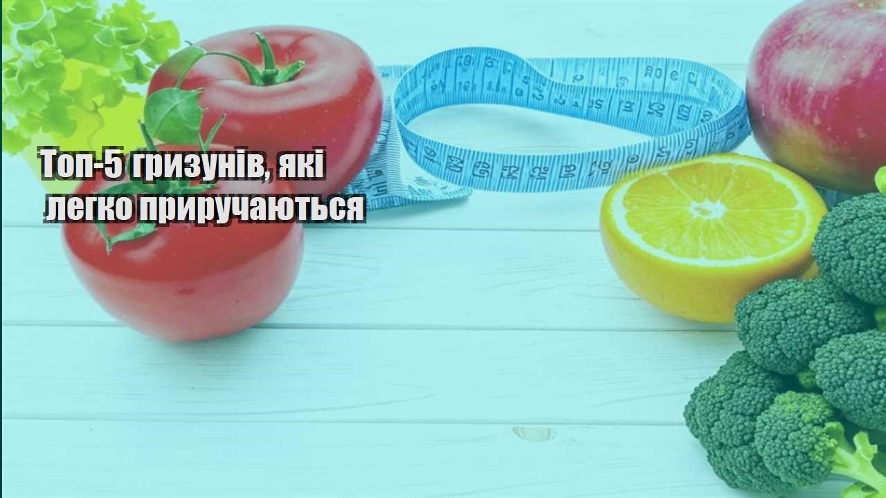 top 5 gryzuniv yaki legko pryruchayutsya