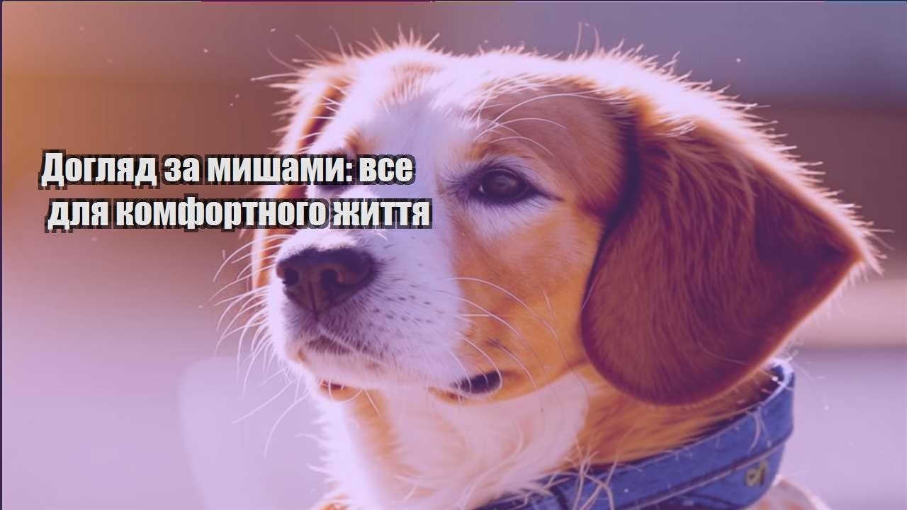 doglyad za myshamy vse dlya komfortnogo zhyttya
