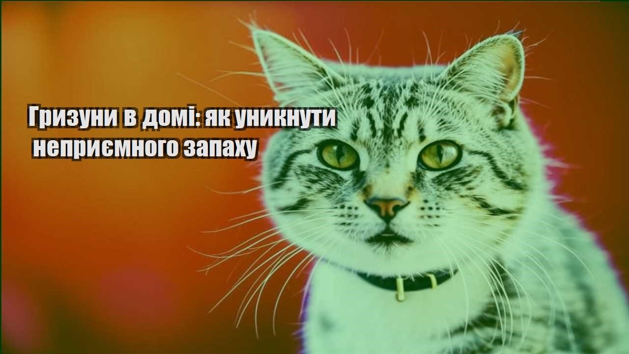 gryzuny v domi yak unyknuty nepryyemnogo zapahu
