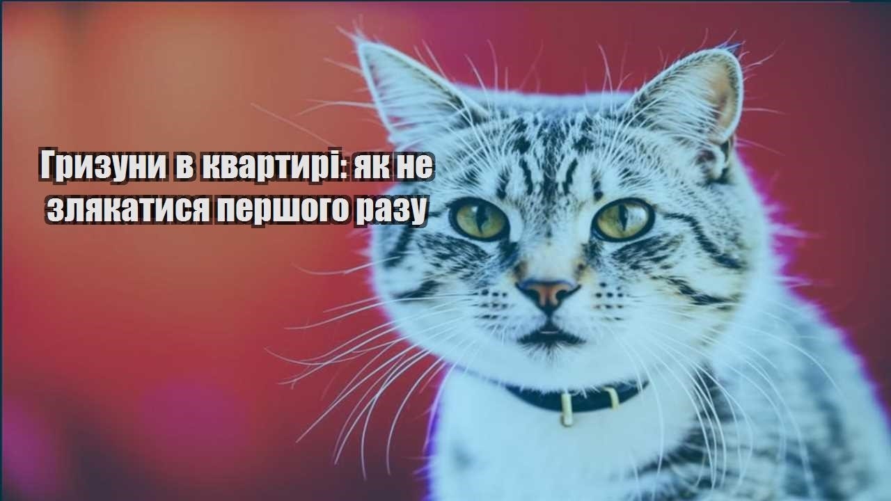 gryzuny v kvartyri yak ne zlyakatysya pershogo razu