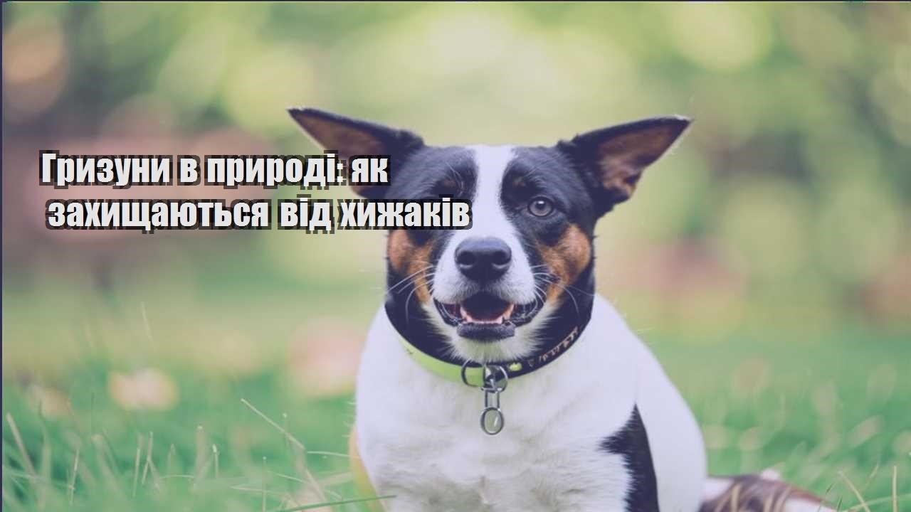 gryzuny v pryrodi yak zahyshhayutsya vid hyzhakiv