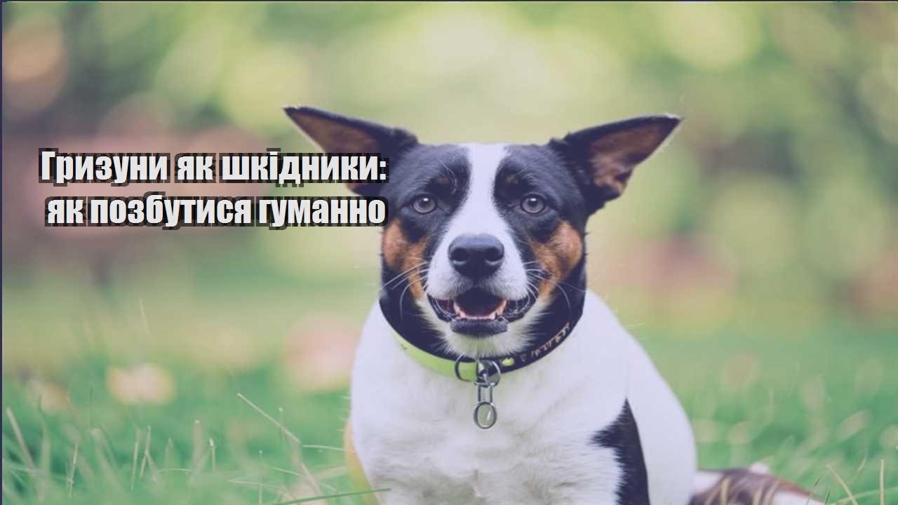 gryzuny yak shkidnyky yak pozbutysya gumanno