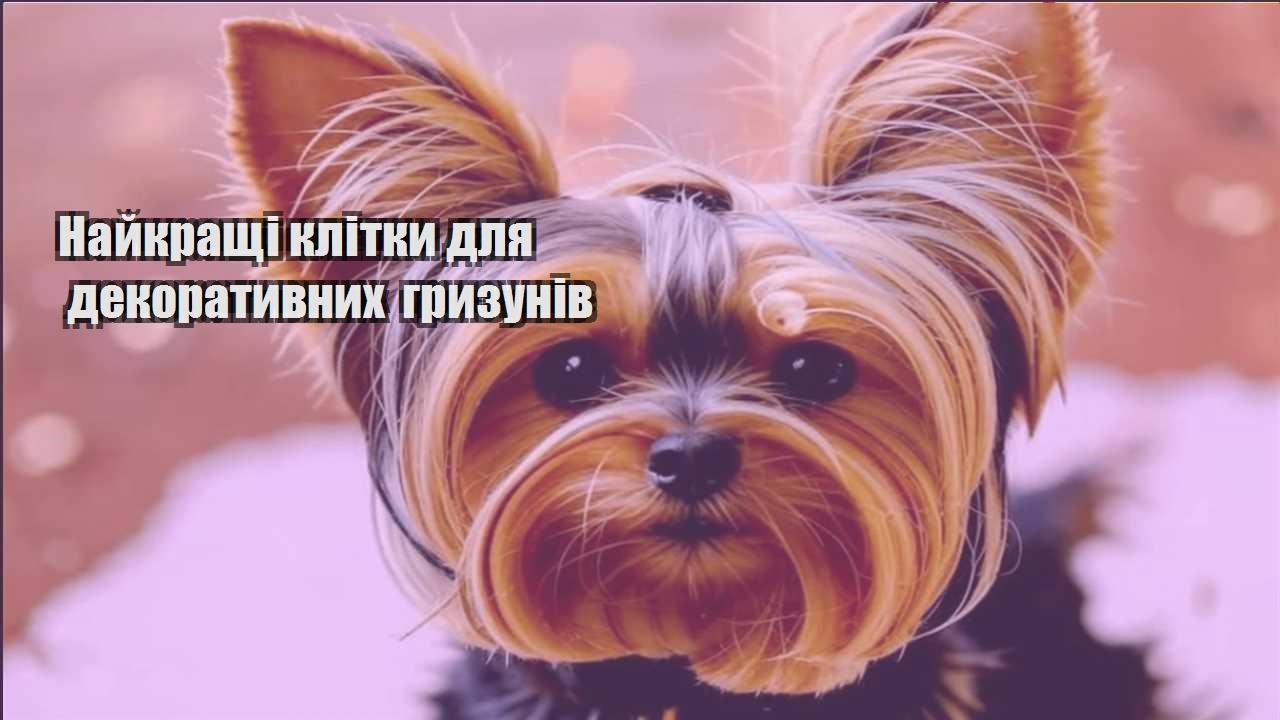 najkrashhi klitky dlya dekoratyvnyh gryzuniv