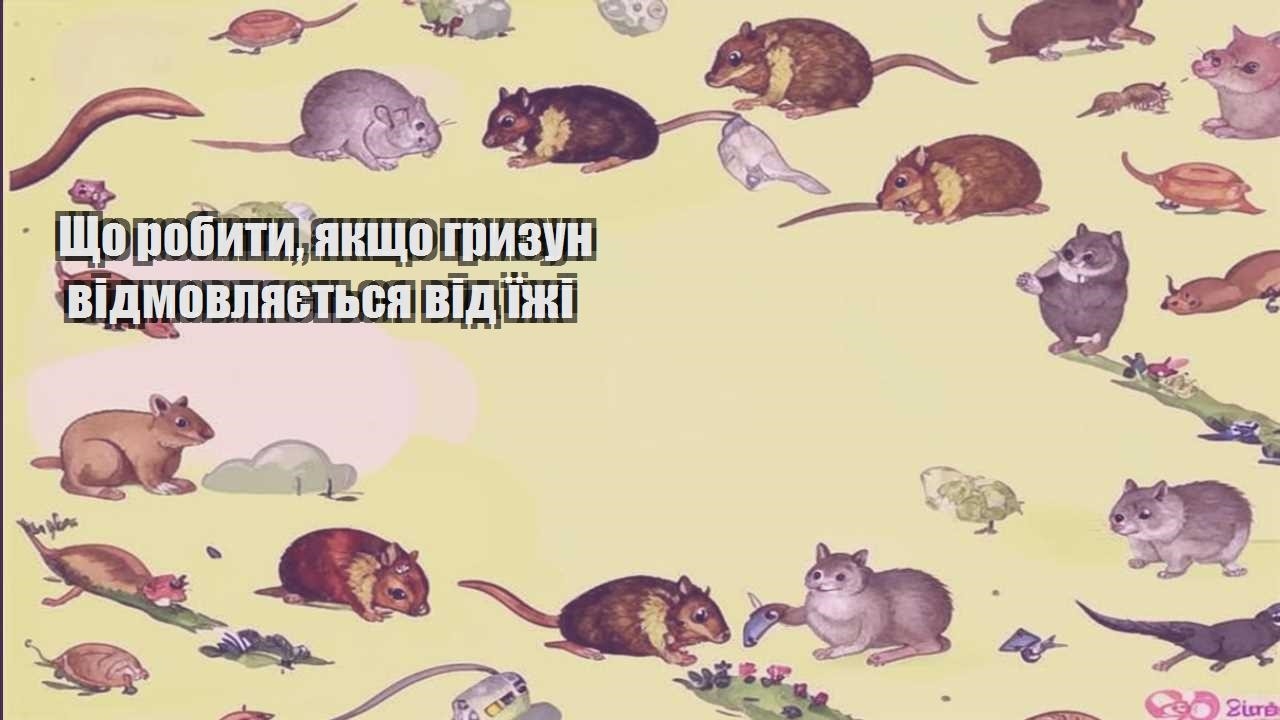 shho robyty yakshho gryzun vidmovlyayetsya vid yizhi