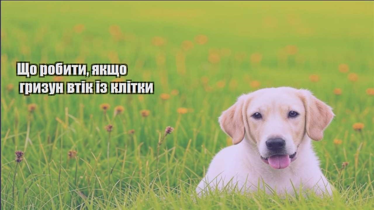 shho robyty yakshho gryzun vtik iz klitky