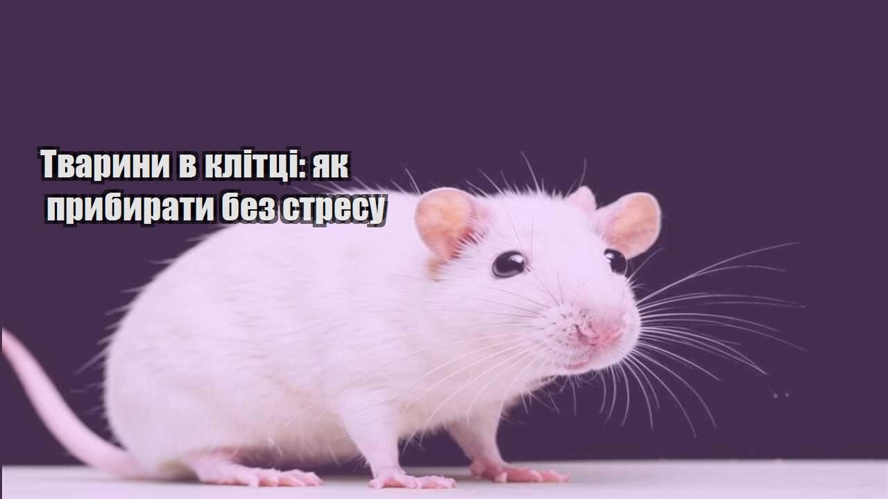 tvaryny v klitczi yak prybyraty bez stresu