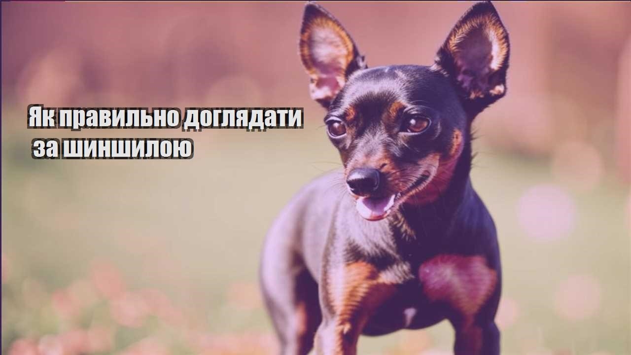 yak pravylno doglyadaty za shynshyloyu