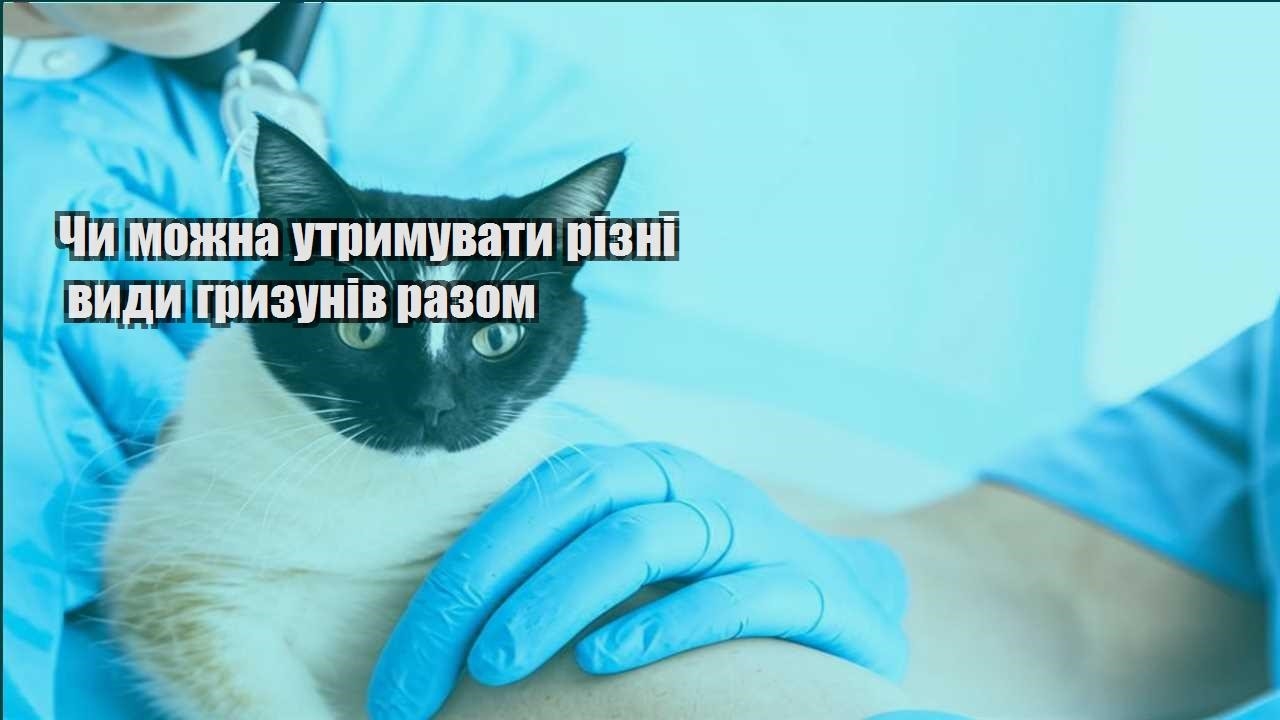 chy mozhna utrymuvaty rizni vydy gryzuniv razom