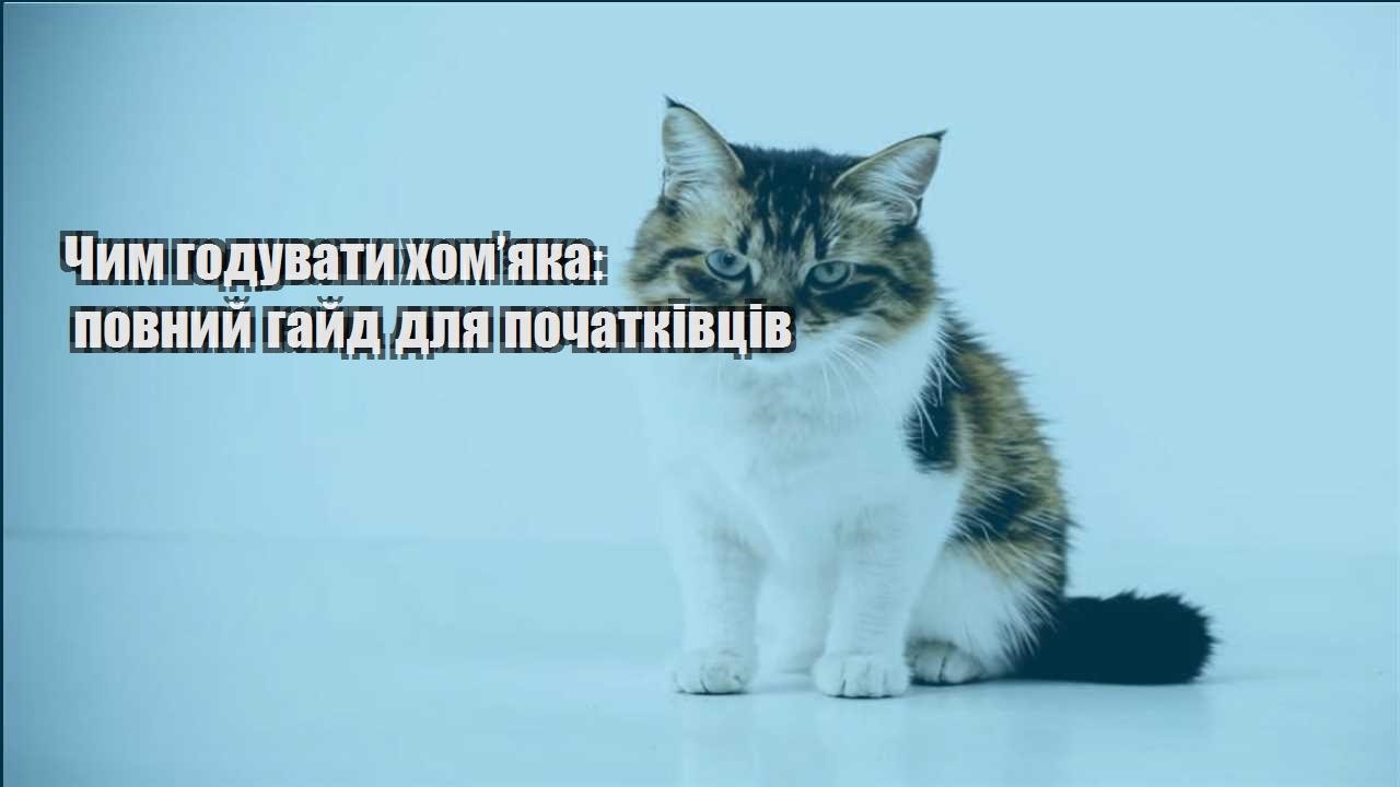chym goduvaty homyaka povnyj gajd dlya pochatkivcziv