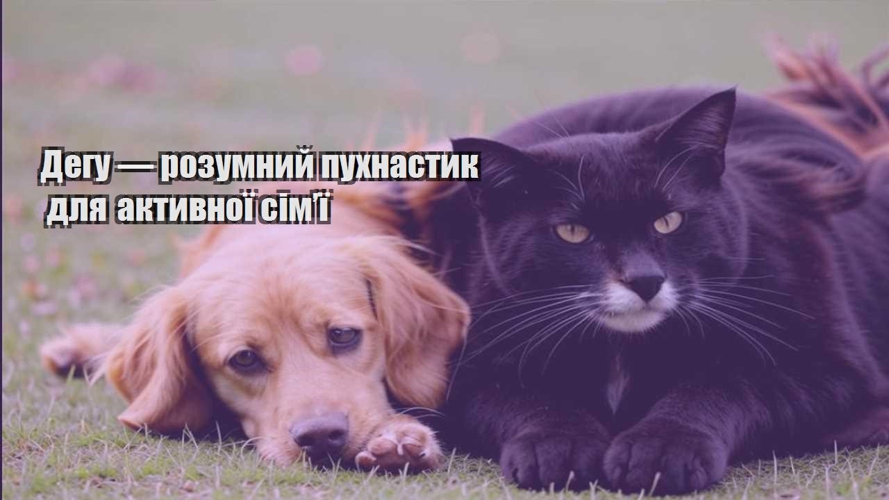 degu — rozumnyj puhnastyk dlya aktyvnoyi simyi