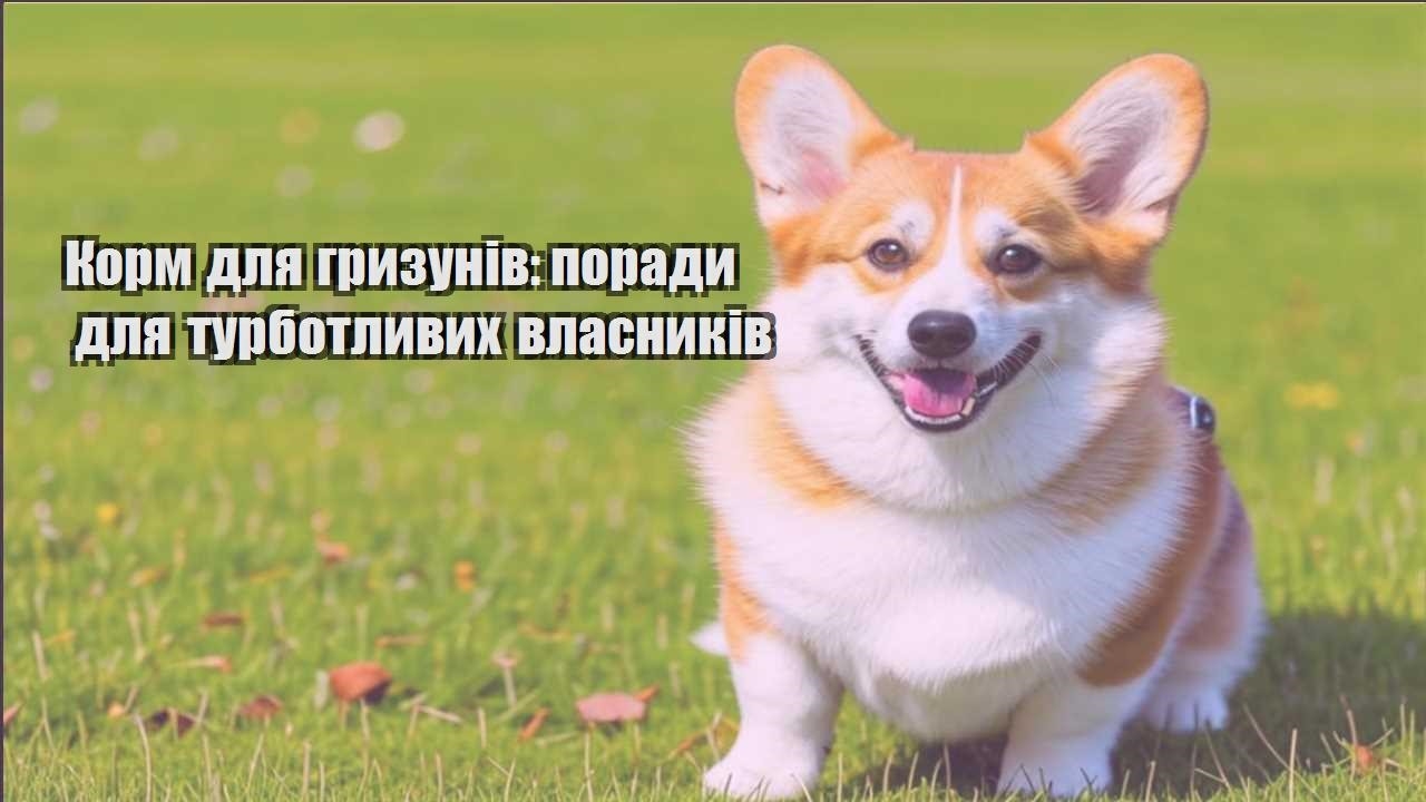 korm dlya gryzuniv porady dlya turbotlyvyh vlasnykiv
