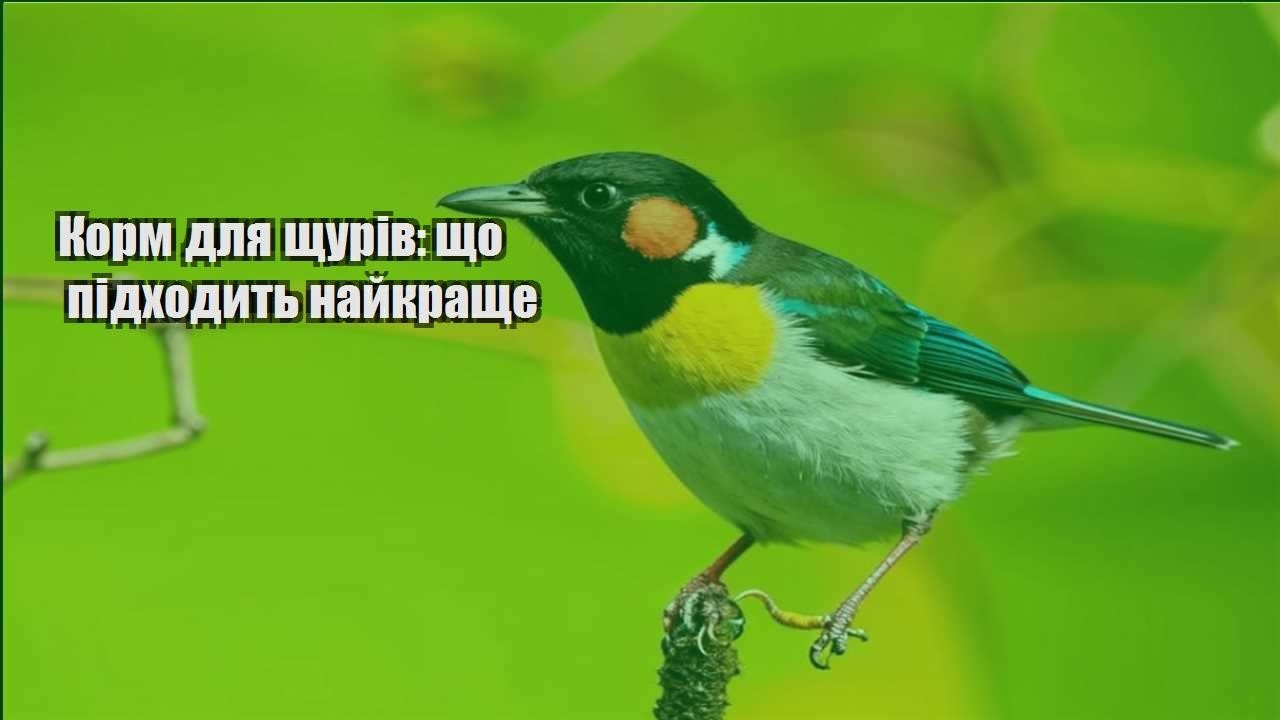 korm dlya shhuriv shho pidhodyt najkrashhe