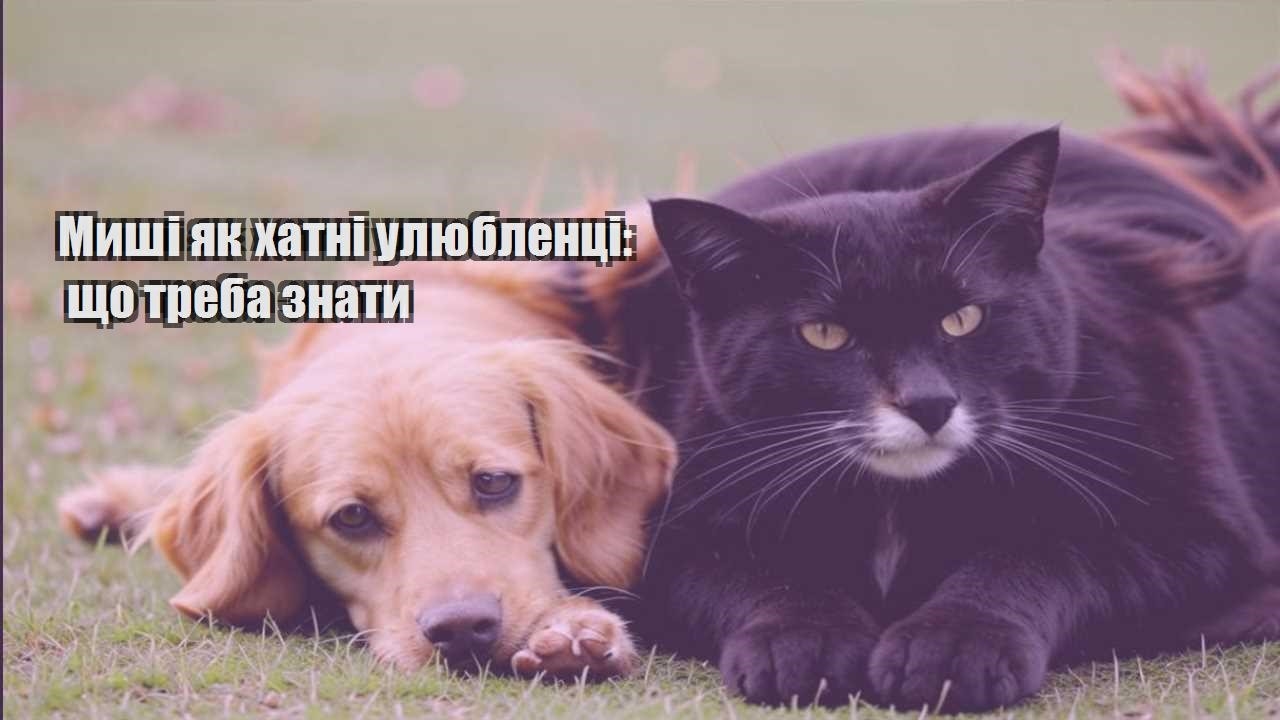 myshi yak hatni ulyublenczi shho treba znaty