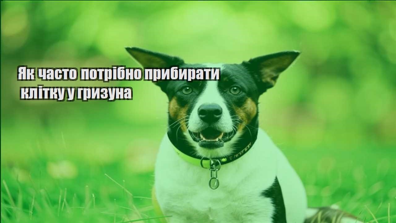 yak chasto potribno prybyraty klitku u gryzuna