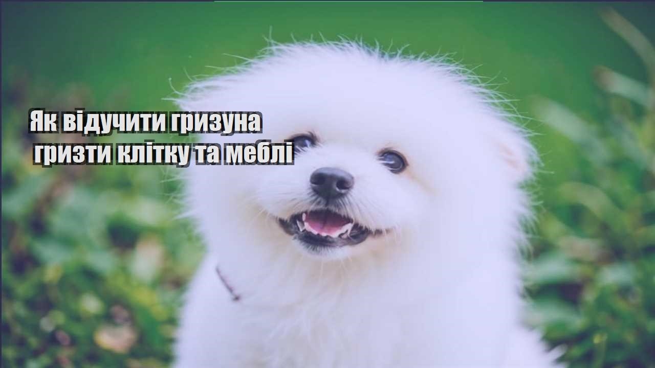 yak viduchyty gryzuna gryzty klitku ta mebli