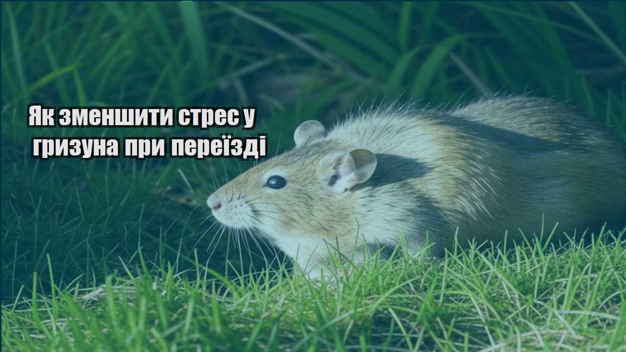 yak zmenshyty stres u gryzuna pry pereyizdi