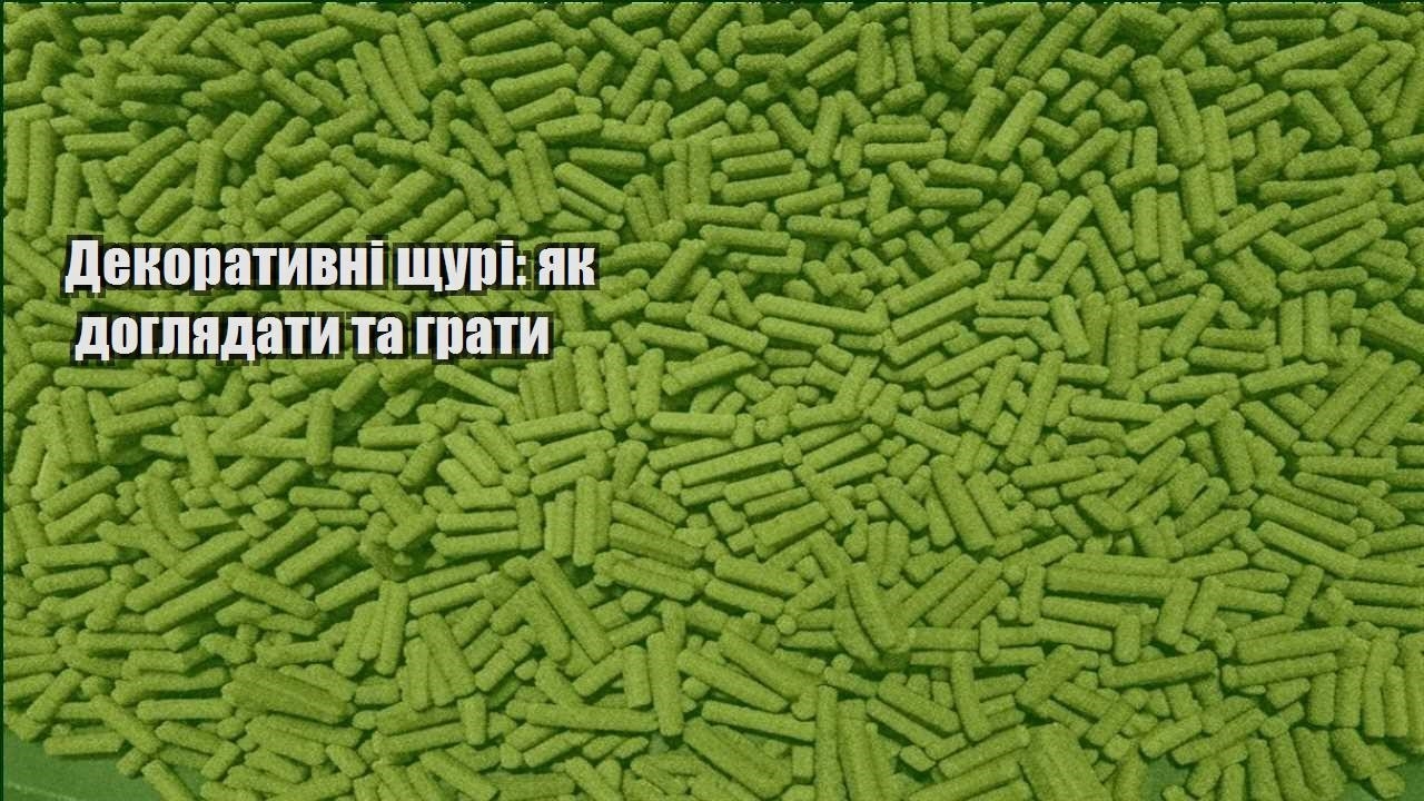 dekoratyvni shhuri yak doglyadaty ta graty