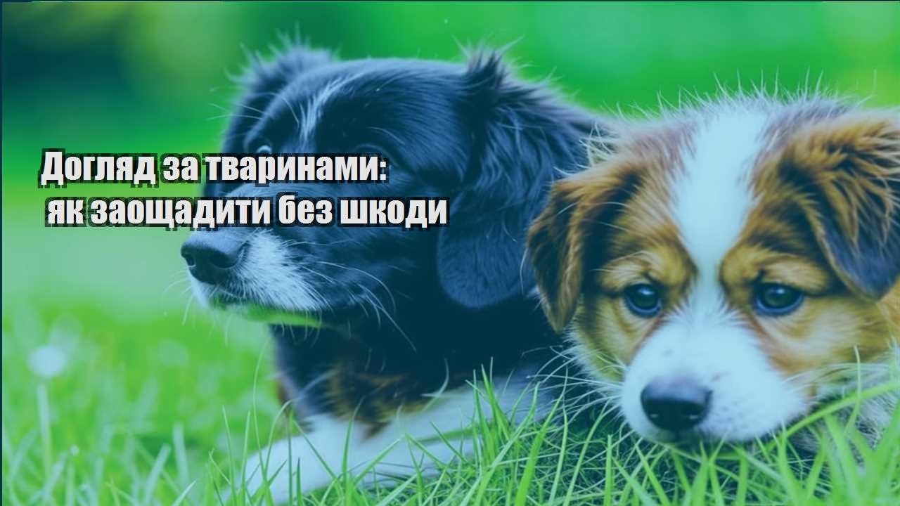 doglyad za tvarynamy yak zaoshhadyty bez shkody