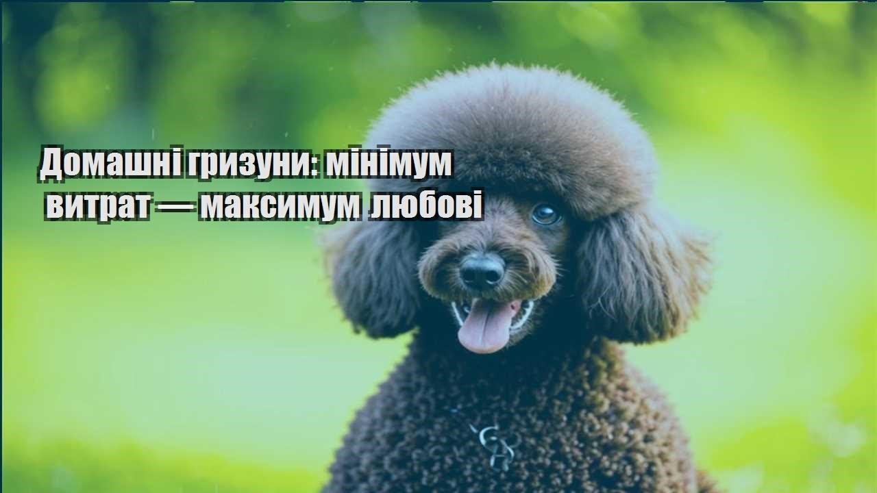 domashni gryzuny minimum vytrat — maksymum lyubovi