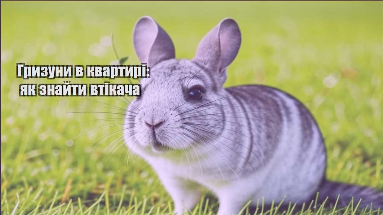 gryzuny v kvartyri yak znajty vtikacha