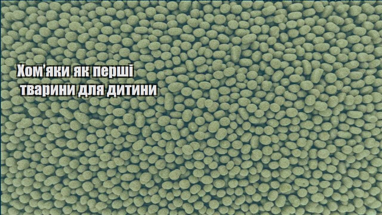 homyaky yak pershi tvaryny dlya dytyny