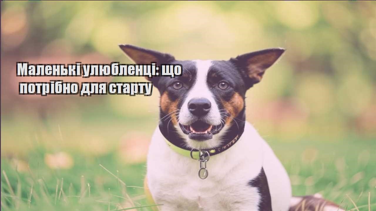 malenki ulyublenczi shho potribno dlya startu
