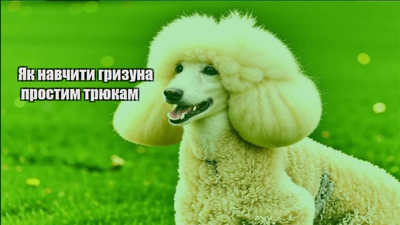 yak navchyty gryzuna prostym tryukam