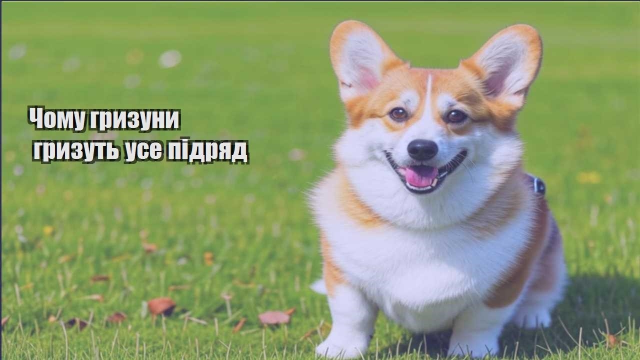 chomu gryzuny gryzut use pidryad