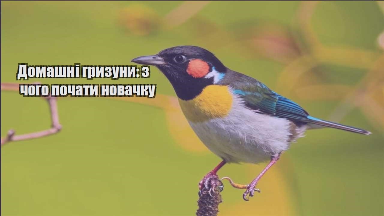 domashni gryzuny z chogo pochaty novachku