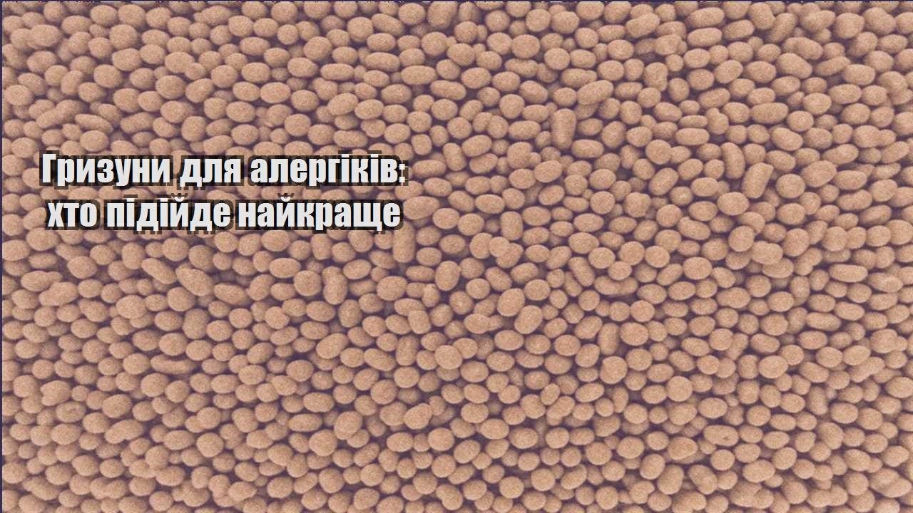 gryzuny dlya alergikiv hto pidijde najkrashhe