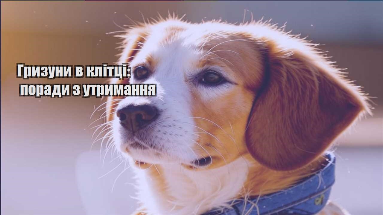 gryzuny v klitczi porady z utrymannya