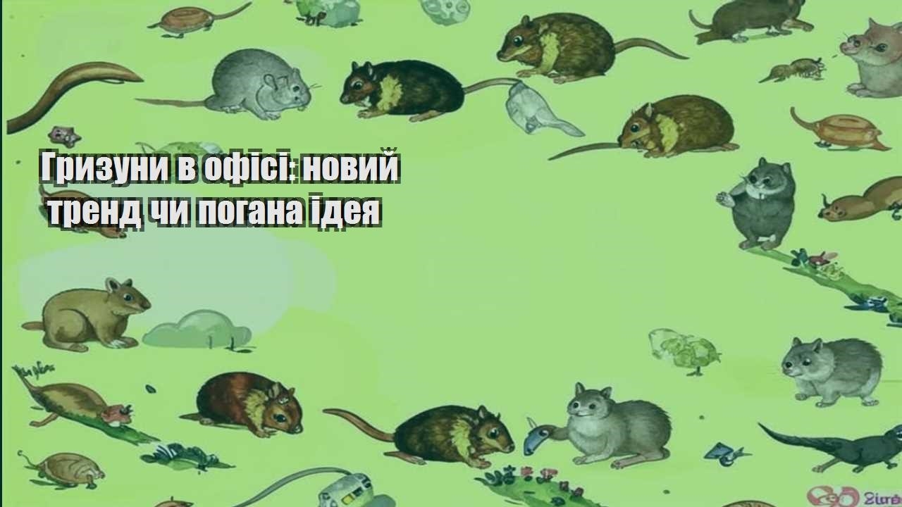gryzuny v ofisi novyj trend chy pogana ideya